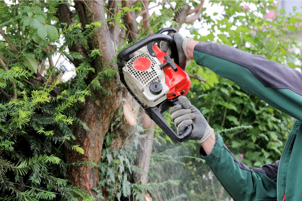 tree felling technique